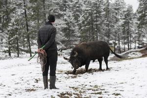 sussurra o touro lutador, um homem que treina um touro em um dia de inverno nevado em um prado da floresta e o prepara para uma luta na arena. conceito de touradas. foto