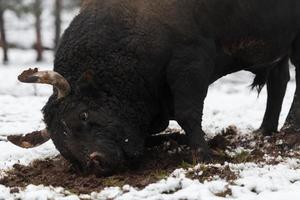 um grande touro negro apunhala seus chifres no chão nevado e treina para lutar na arena. o conceito de touradas. foco seletivo foto