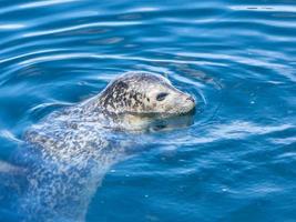 focas cinzentas selvagens halichoerus grypus na costa alemã do mar do norte foto