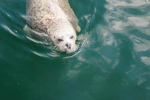 focas cinzentas selvagens halichoerus grypus na costa alemã do mar do norte foto