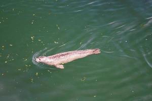 focas cinzentas selvagens halichoerus grypus na costa alemã do mar do norte foto