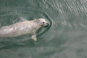 focas cinzentas selvagens halichoerus grypus na costa alemã do mar do norte foto