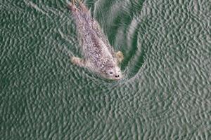 focas cinzentas selvagens halichoerus grypus na costa alemã do mar do norte foto