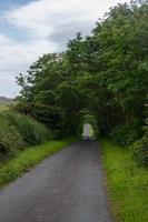 uma estrada estreita passando por um túnel verde de árvores em Orkney. foto