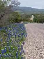 bluebonnets crescendo ao longo de uma estrada rural em um dia de primavera no texas. foto