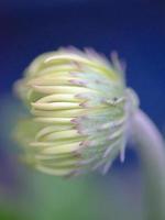 o botão de abertura de uma margarida gerbera amarela. foto