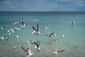 as gaivotas flutuam e voam sobre a superfície do mar foto