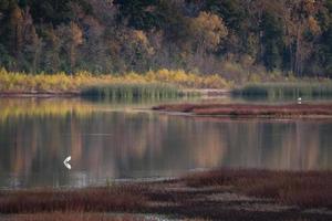 uma garça parada em uma lagoa tranquila em uma manhã de outono no texas. foto