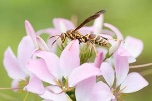 uma vespa de papel colorida visitando uma flor rosa cleome florescendo.