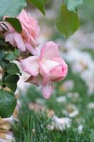 as flores de uma rosa de arbusto cor-de-rosa soltando suas pétalas na grama. foto