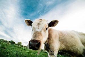 vaca jovem olhando diretamente para a câmera foto