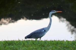 garça cinzenta em um pequeno lago na ilha de seychelles praha foto