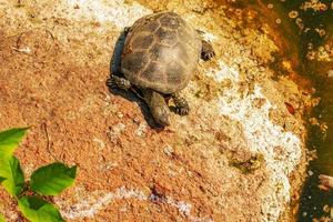 tartaruga do rio no habitat. tartaruga na água e se aquecendo nas rochas. foto