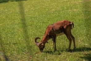 um cordeiro bonito em um fundo de grama verde em um zoológico na cidade de nitra, na eslováquia. foto