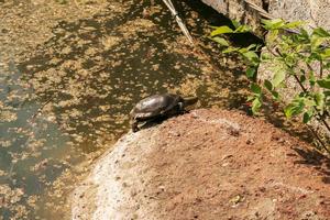 tartaruga do rio no habitat. tartaruga na água e se aquecendo nas rochas. foto