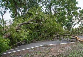 a árvore foi destruída pela intensidade da tempestade foto