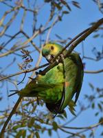 amazona aestiva de frente turquesa na natureza foto