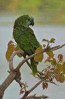 amazona aestiva de frente turquesa na natureza foto