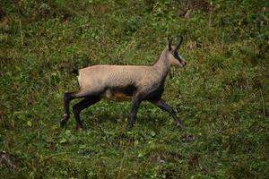 camurça alpina rupicapra rupicapra em estado selvagem no parque nacional de berchtesgaden, baviera, alemanha foto