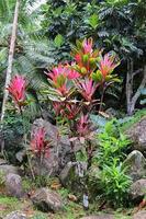 fotos macro coloridas de flores na ilha de seychelles.