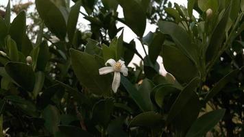 laranja, limão, flor de árvore de tangerina. flor branca da primavera foto