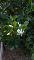 laranja, limão, flor de árvore de tangerina. flor branca da primavera foto