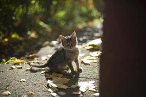 gatinho na rua. gato de rua. animal de estimação fofo tem medo da câmera. foto