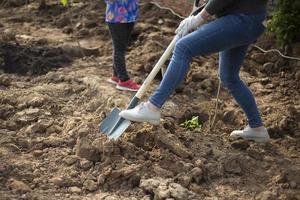 plantio no parque. cava terra com pá. mudas no solo. foto