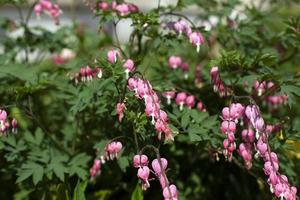 flores no canteiro. planta de jardim. foto