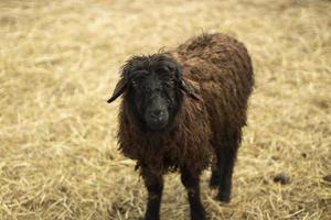 uma ovelha em uma fazenda. lã preta em uma ovelha. o animal fica na grama seca. foto