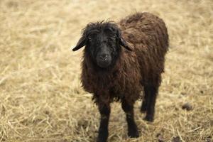 uma ovelha em uma fazenda. lã preta em uma ovelha. o animal fica na grama seca. foto