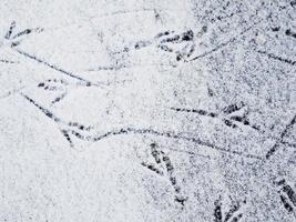 pegadas de pássaros na camada fina e leve de neve fresca e friável foto