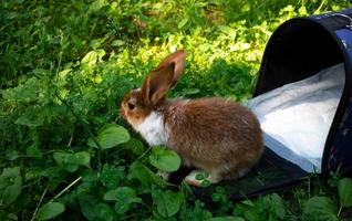 um pequeno coelho marrom na grama verde ao lado de uma transportadora em um dia de verão foto