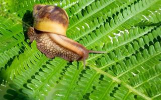 achatina fulica, um caracol gigante rastejando em uma folha de samambaia verde foto