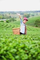 mulher bonita Ásia, colhendo folhas de chá na plantação, conceito de estilo de vida