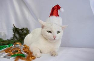 um gato branco com um chapéu de papai noel encontra-se em um fundo branco ao lado de um enfeite festivo foto