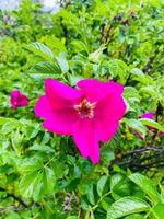 peônias de árvores. linda flor rosa no jardim foto