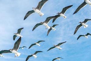 gaivotas no céu azul foto