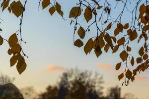 folhas de outono amarelas em árvores foto