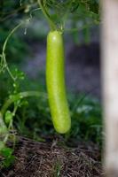 cabaça lagenaria sacraria fruta da horta. localmente conhecido como cabaça de garrafa, cabaça de flor branca, melão longo, feijão da tasmânia nova-da-guiné. cultura plantada e cultivada na fazenda foto