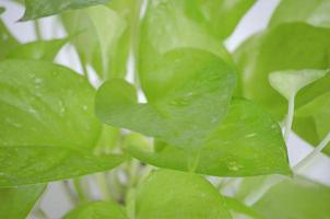 pothos dourados. epipremnum aureum em fundo branco na sala de estar e jardim. foto