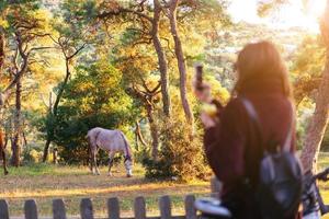garota tirar uma foto de um cavalo branco