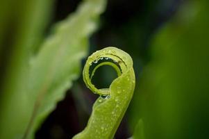 gota de água doce no fundo da folha verde como depois da chuva foto