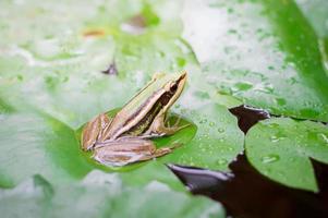 sapo verde ou sapo verde sentado na folha de lótus em uma lagoa foto