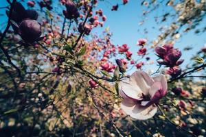 flores de magnólia rosa. flor de magnólia foto