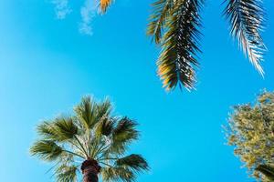 folhagem de fotos de palmeiras tropicais.
