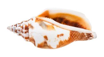 concha vazia de molusco búzio isolada em branco foto