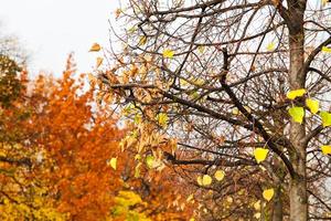 últimas folhas amarelas na árvore foto