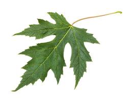 folha fresca da árvore de bordo prateada isolada foto