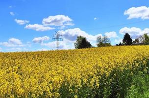 campo amarelo de floração estupro e árvore contra um céu azul com nuvens, fundo de paisagem natural com espaço de cópia, alemanha europa foto